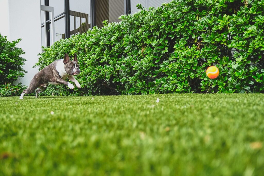 Dog playing near artificial green wall from SYNLawn