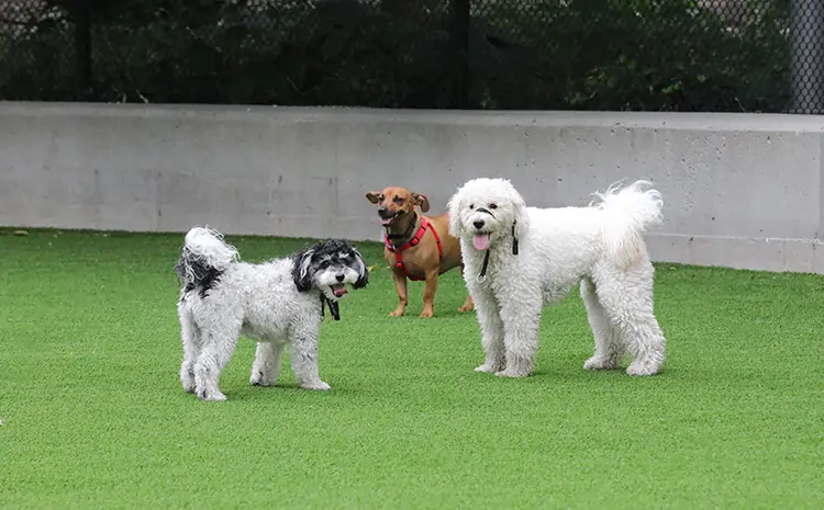 Dogs playing on artificial grass from SYNLawn