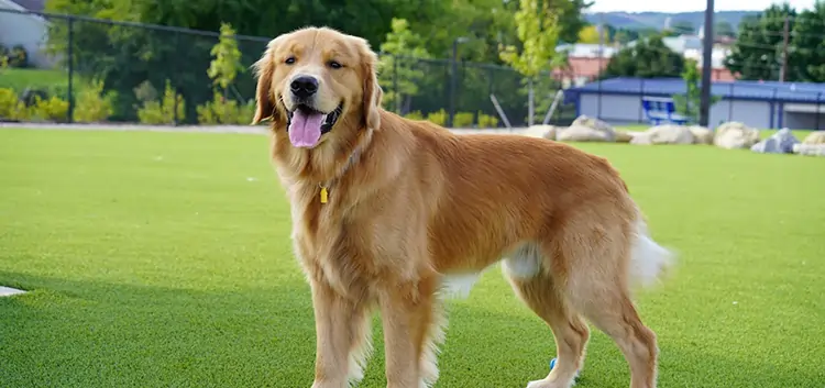 Dog playing on artificial grass from SYNLawn