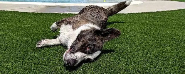 Dog relaxing on artificial grass from SYNLawn