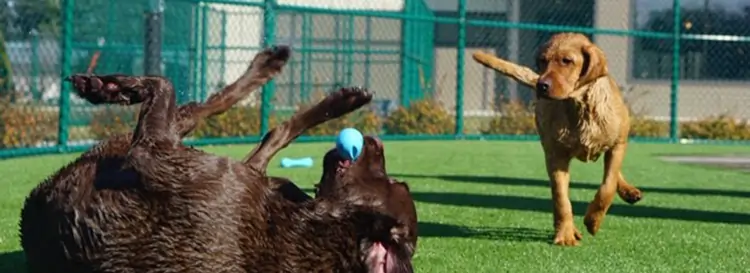 Dogs playing on SYNLawn artificial grass