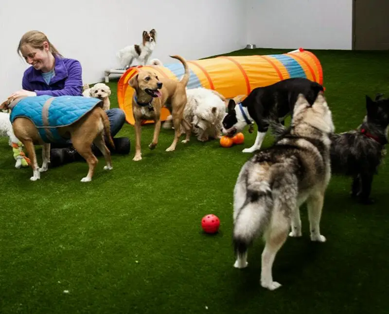 SYNLAwn artificial grass for doggie daycares
