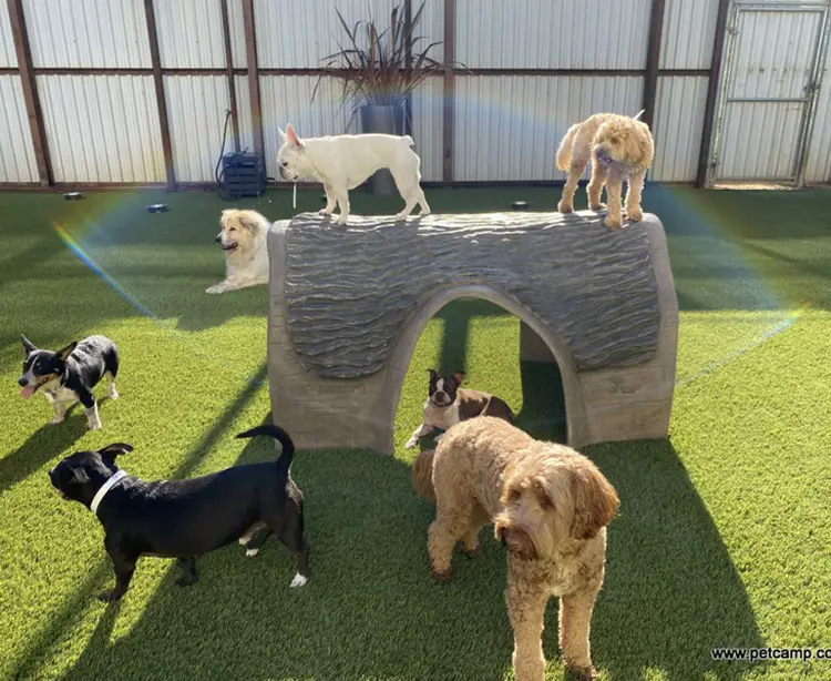 SYNLAwn artificial grass for doggie daycares