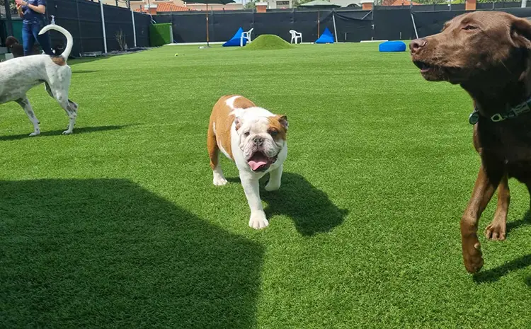 SYNLAwn artificial grass for doggie daycares